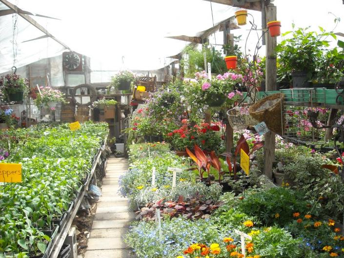 Looking for quality plants at competitive prices? Our greenhouses house the best plants, succulents and other exotic flowers in Ames, IA! 