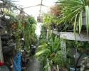 Enjoy a slice of the tropics in your home or office with our selection of tropical plants in our greenhouses!