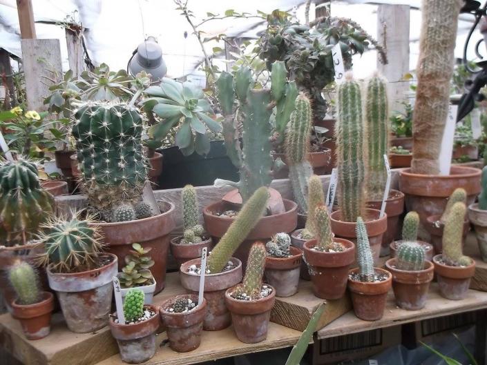 Need a unique gift idea? Get a cactus! With a variety of sizes available, you can find a gift idea in your price range.