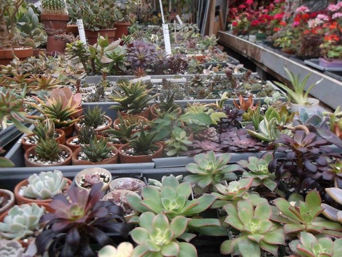 Shop our selection of beautiful and exotic succulents in our greenhouses. They make great gifts or add that nice touch of color to your home or office!