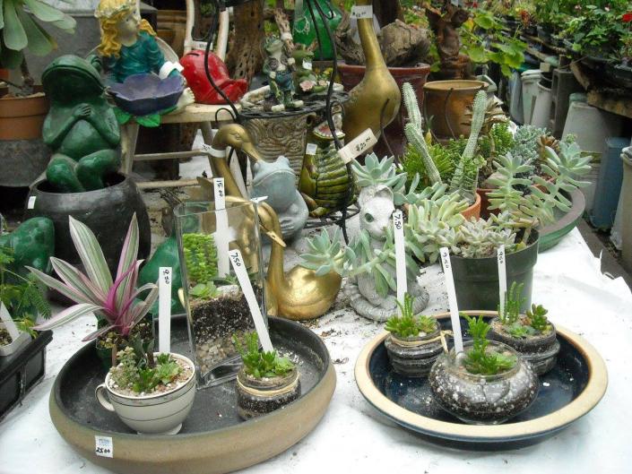 Want to add a special touch to your office desk or home garden? We can help you find that perfect piece or plant!