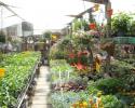 Looking for quality plants at competitive prices? Our greenhouses house the best plants, succulents and other exotic flowers in Ames, IA! 