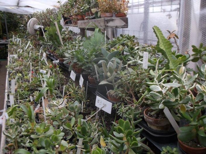 Our inventory of succulents and plants change frequently, so there's no telling what you can find next time you stop by Ames Greenhouse Floral & Antiques!