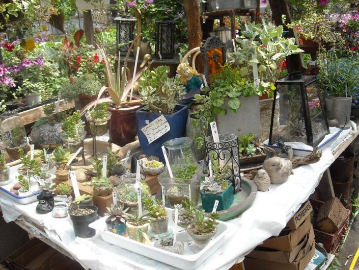 Liven up any space with our selection of flowering plants, succulents & more!